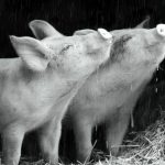 SOMNISCINECLUB: PEL·LÍCULA ''GUNDA''